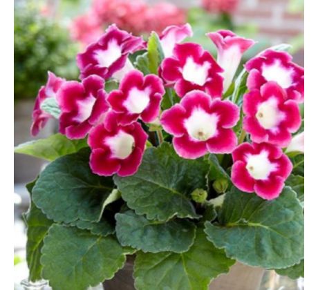 Gloxinia - Blanche de Meru