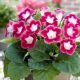 Gloxinia - Blanche de Meru