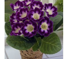 Gloxinia - Hollywood