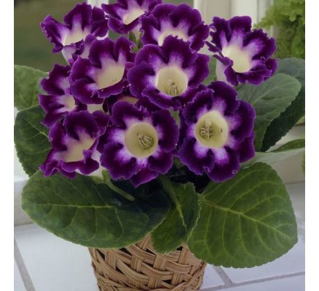 Gloxinia - Hollywood