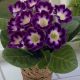 Gloxinia - Hollywood