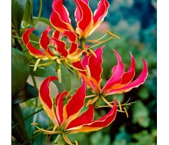 Gloriosa rothschildiana