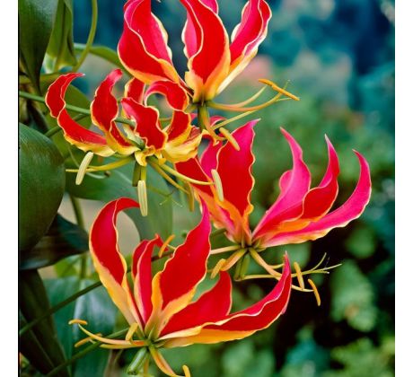 Gloriosa rothschildiana