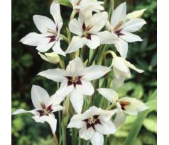 Gladiolus Callianthus - Gladiolus Muriealae