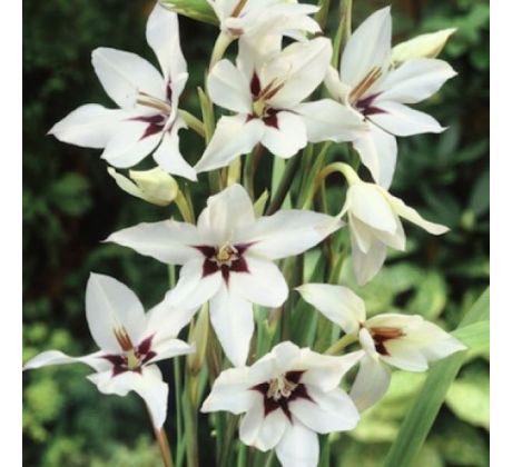 Gladiolus Callianthus - Gladiolus Muriealae