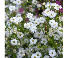 Gypsophilla Paniculata