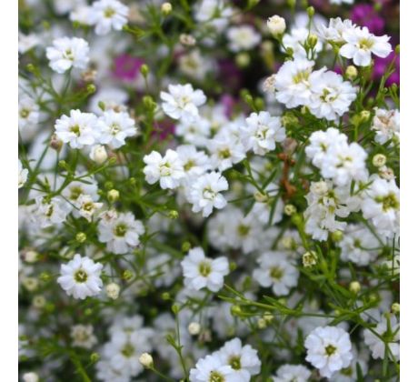 Gypsophilla Paniculata