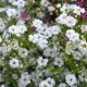 Gypsophilla Paniculata