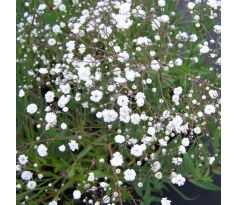 Gypsophilla Bristol Fairy