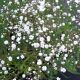 Gypsophilla Bristol Fairy