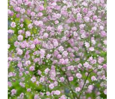 Gypsophila paniculata Pink