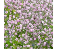 Gypsophila paniculata Pink