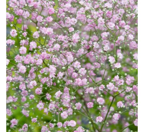 Gypsophila paniculata Pink