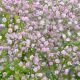 Gypsophila paniculata Pink