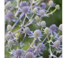 Eryngium planum