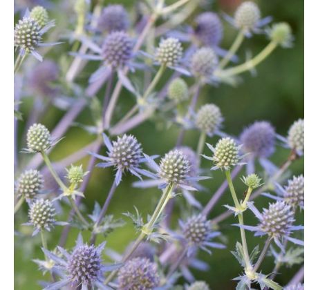 Eryngium planum