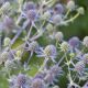 Eryngium planum
