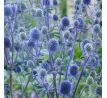 Eryngium planum