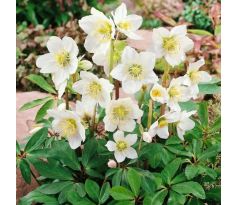 Helleborus niger