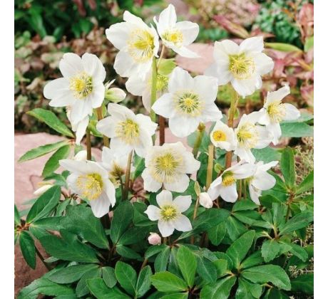 Helleborus niger