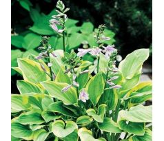 Hosta - Golden Tiara