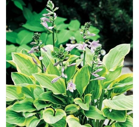 Hosta - Golden Tiara