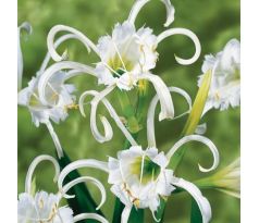 Hymenocallis festalis