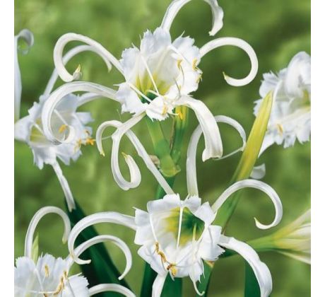 Hymenocallis festalis