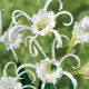 Hymenocallis festalis