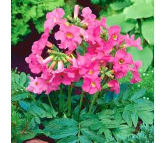 Incarvillea Delavayi - pink