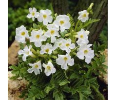 Incarvillea Delavayi - Snow top