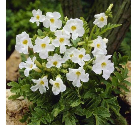 Incarvillea Delavayi - Snow top