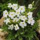 Incarvillea Delavayi - Snow top