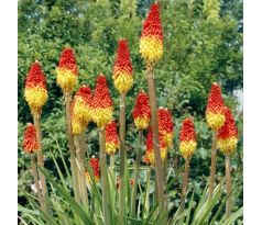 Kniphofia uvaria