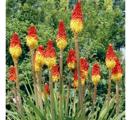 Kniphofia uvaria