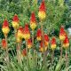 Kniphofia uvaria