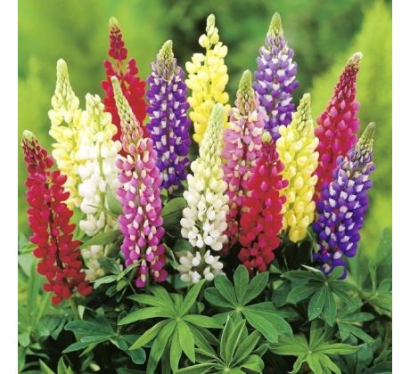 Lupinus mixed