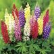 Lupinus mixed