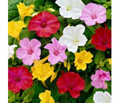 Mirabilis jalapa