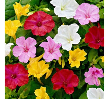 Mirabilis jalapa