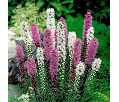 Liatris - mixed