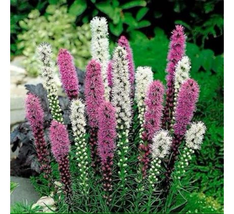 Liatris - mixed