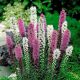 Liatris - mixed