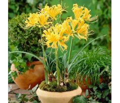 Lycoris aurea