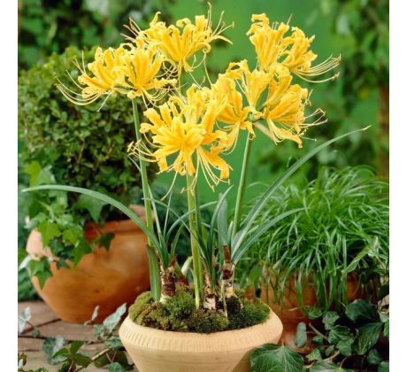 Lycoris aurea