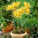 Lycoris aurea