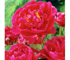 Paeonia - Karl Rosenfield