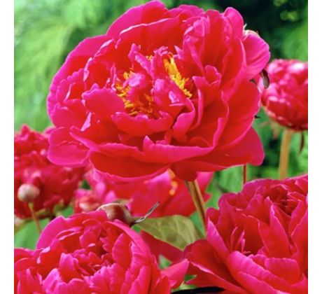 Paeonia - Karl Rosenfield