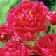Paeonia - Karl Rosenfield