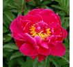 Paeonia - Karl Rosenfield